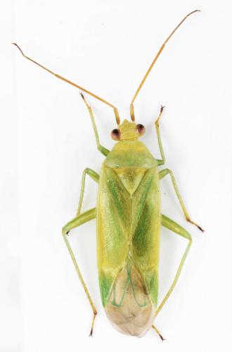 Réf. 184 698 : Orthotylus marginalis